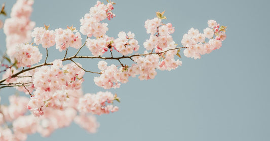 Pink cherry blossom on a branch against a pale blue sky